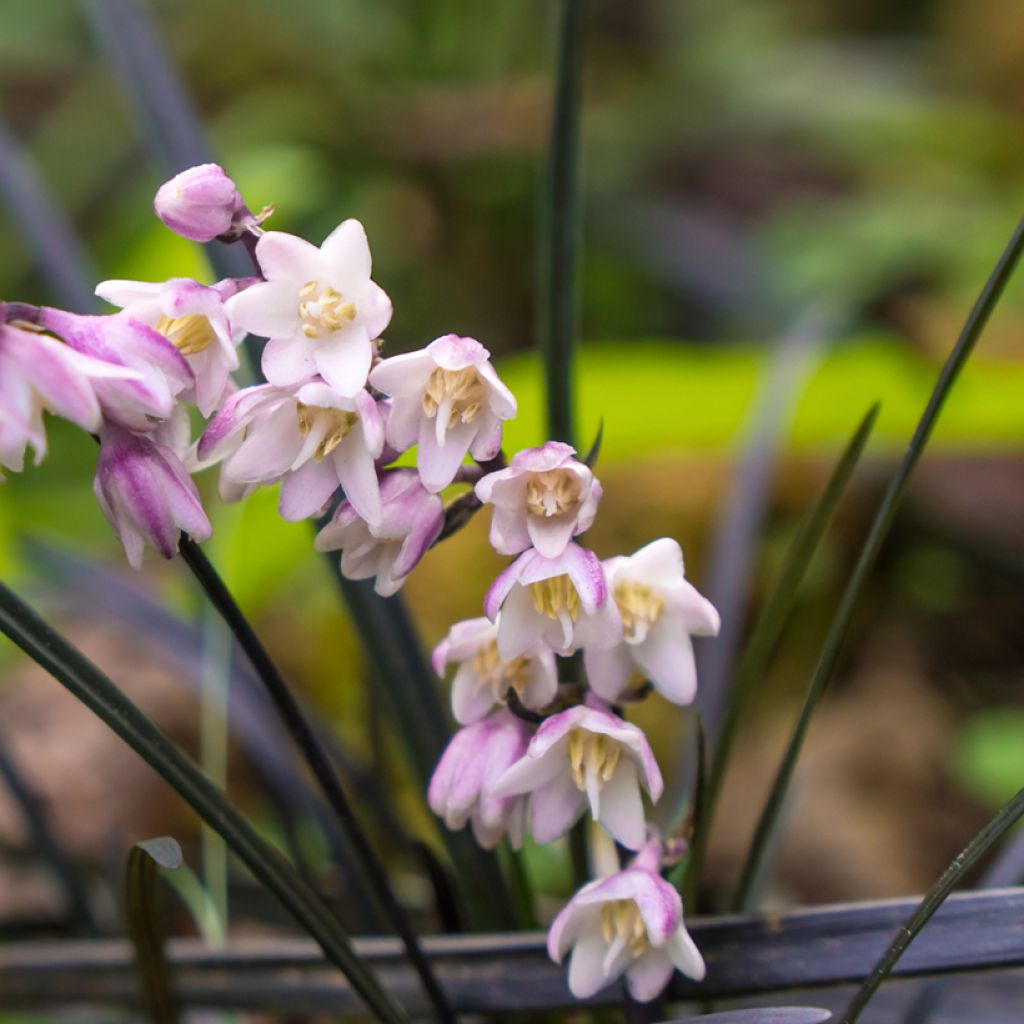 Ophiopogon planiscapus Nigrescens - Schlangenbart