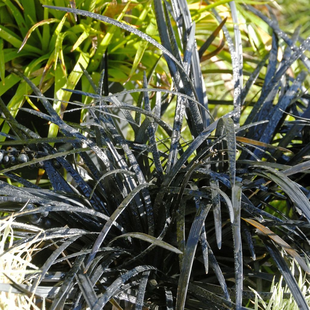 Ophiopogon planiscapus Nigrescens - Schlangenbart