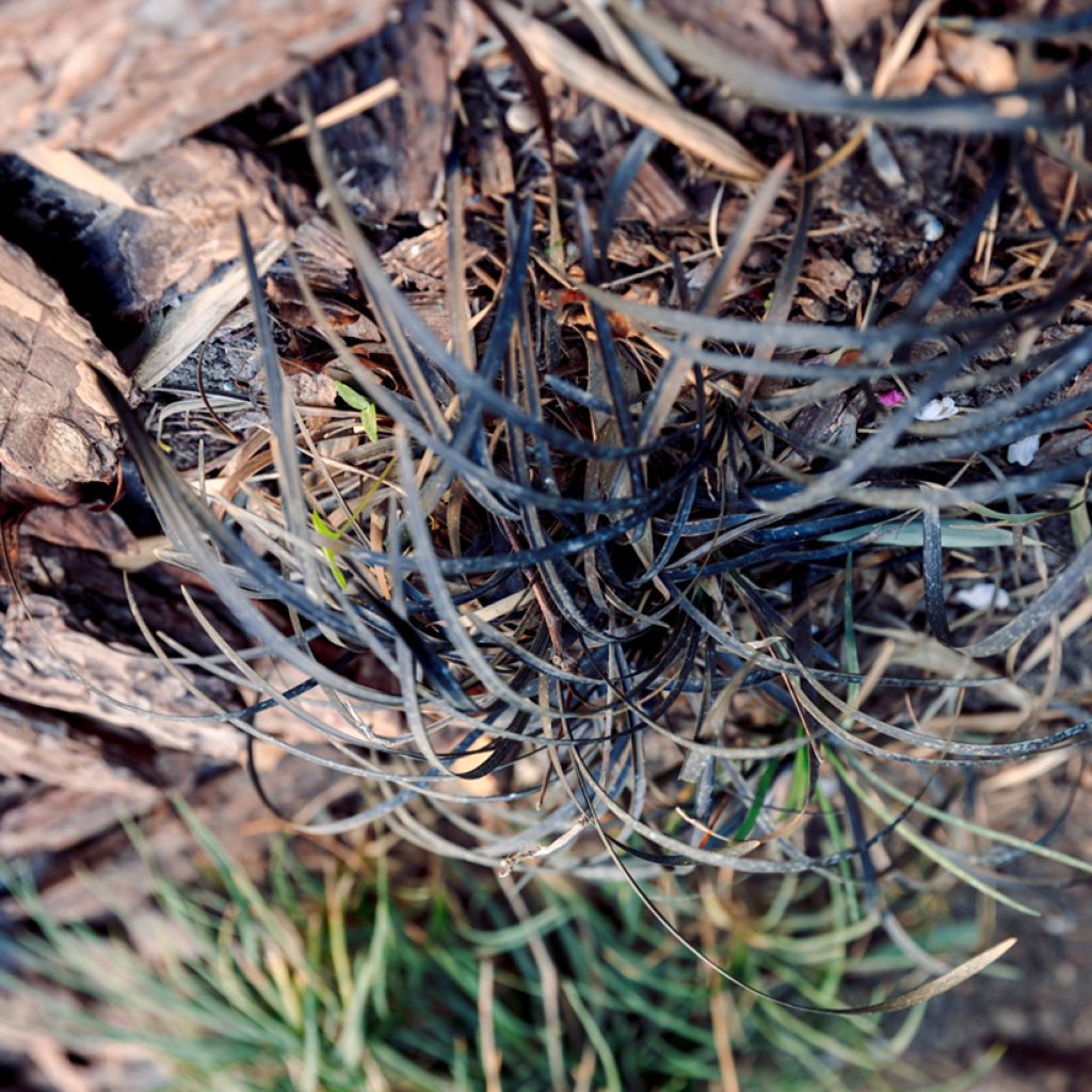 Ophiopogon planiscapus Nigrescens - Schlangenbart