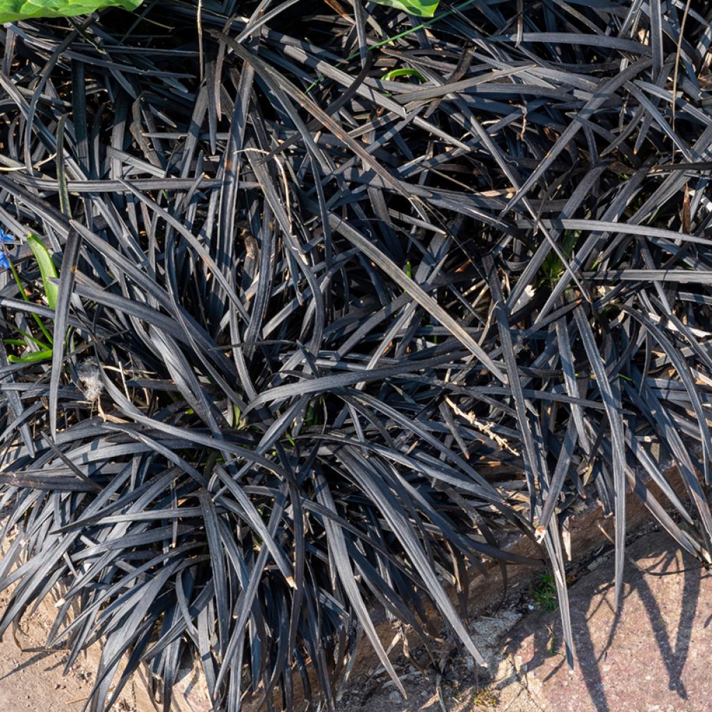 Ophiopogon planiscapus Nigrescens - Schlangenbart