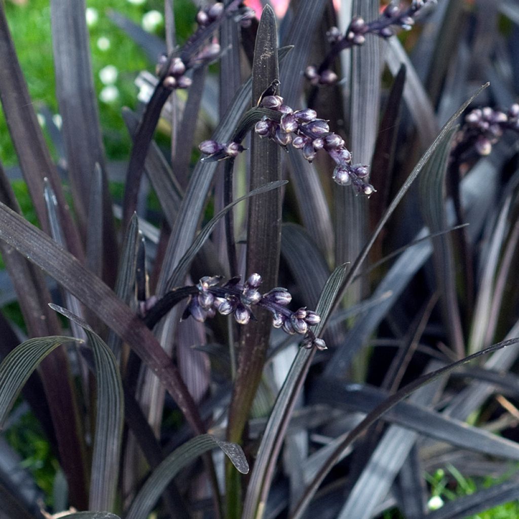 Ophiopogon planiscapus Nigrescens - Schlangenbart