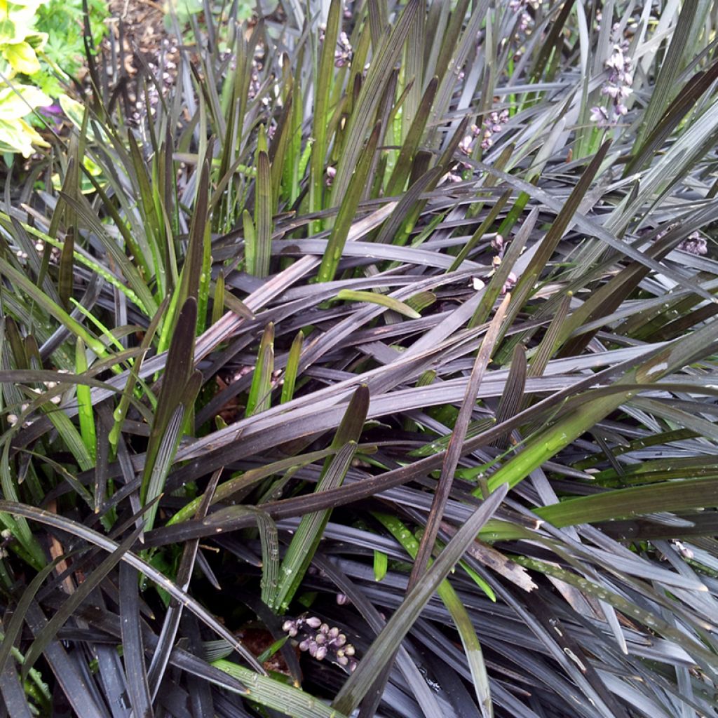 Ophiopogon planiscapus Nigrescens - Schlangenbart