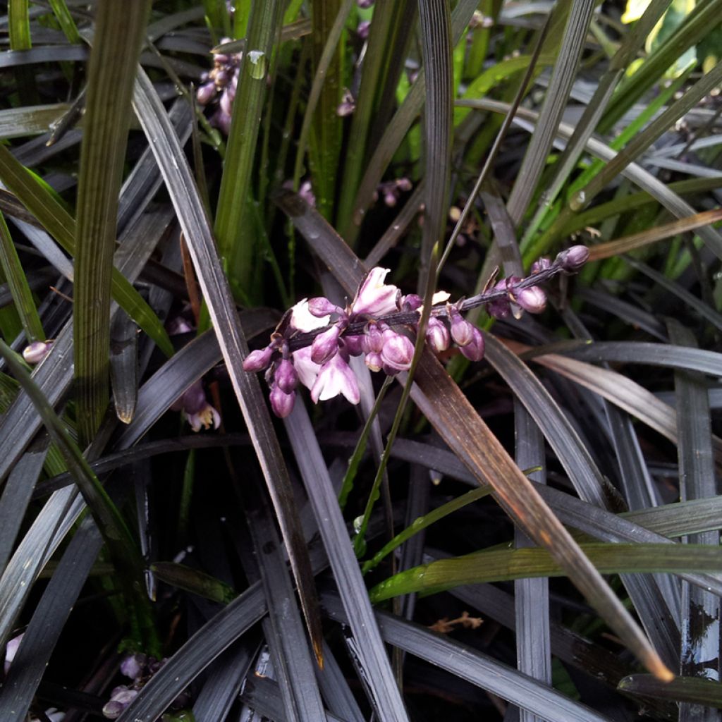 Ophiopogon planiscapus Black Dragon - Schlangenbart