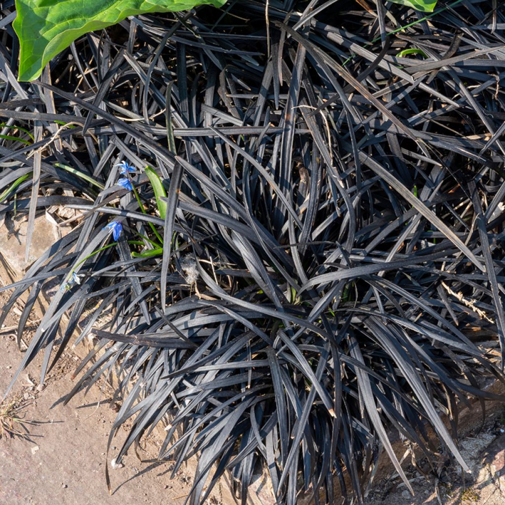 Ophiopogon planiscapus Black Dragon