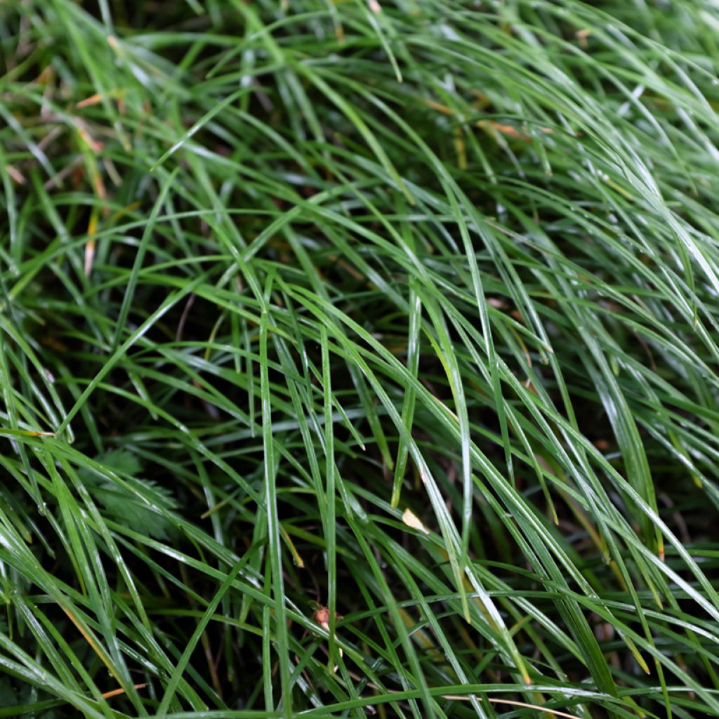 Ophiopogon planiscapus Olivaceus - Schlangenbart