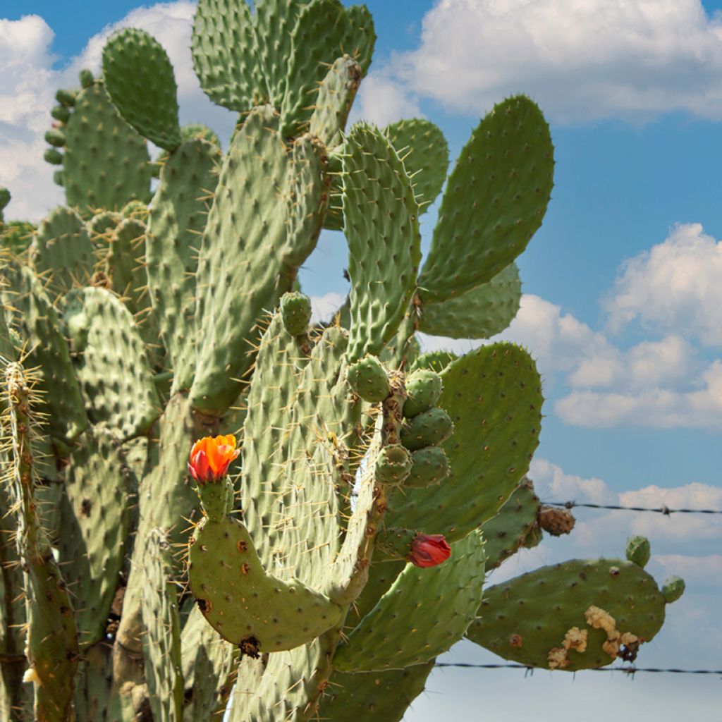 Opuntia engelmannii var. alta - Feigenkaktus