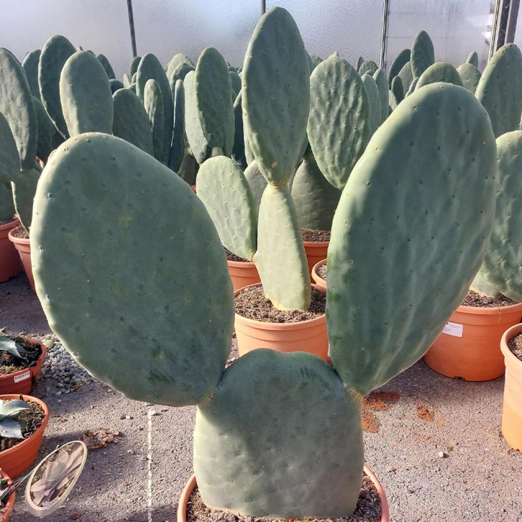 Opuntia Titania - Feigenkaktus