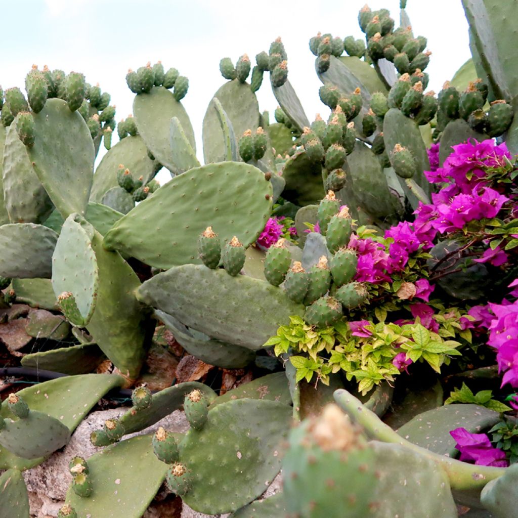 Opuntia Titania - Feigenkaktus