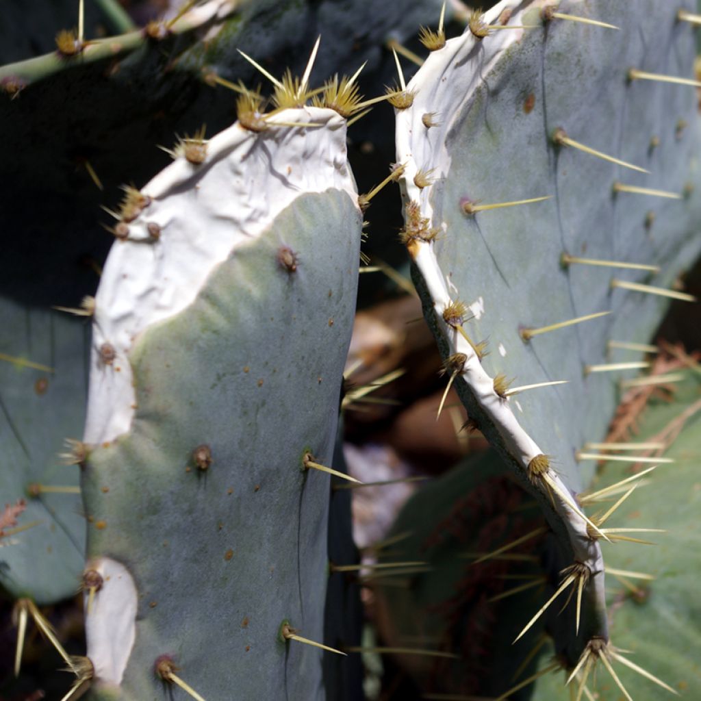 Opuntia engelmannii var. alta - Feigenkaktus