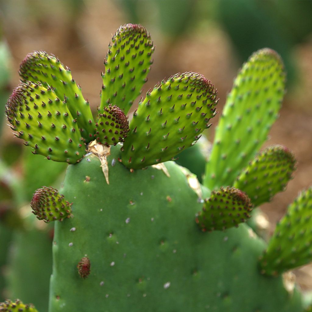 Opuntia engelmannii var. alta - Feigenkaktus