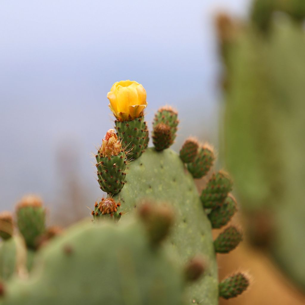 Opuntia engelmannii var. alta - Feigenkaktus