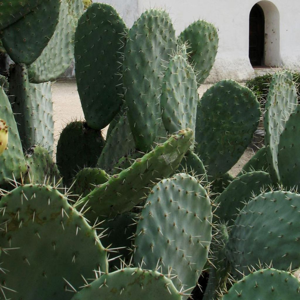 Opuntia engelmannii var. alta - Feigenkaktus