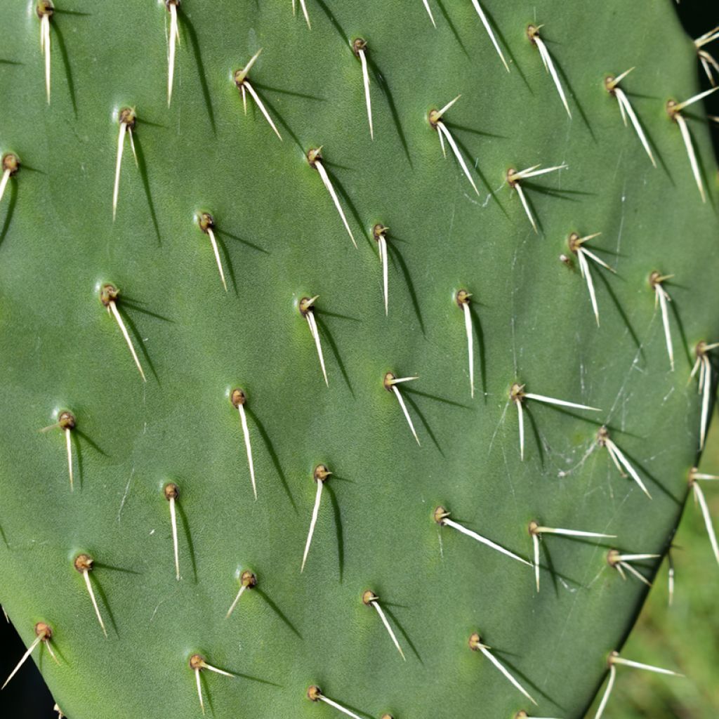 Opuntia anacantha - Feigenkaktus