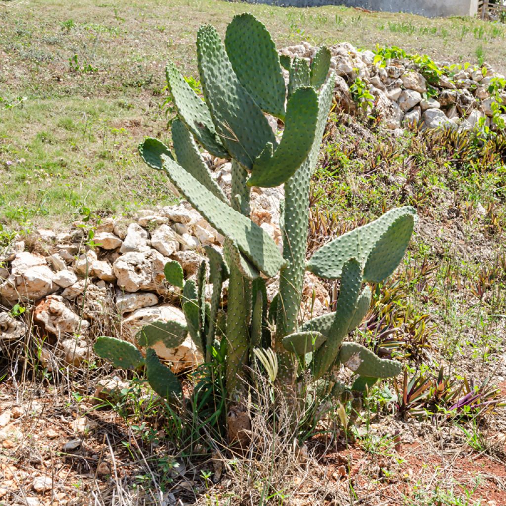 Opuntia cacanapa Ellisiana - Feigenkaktus