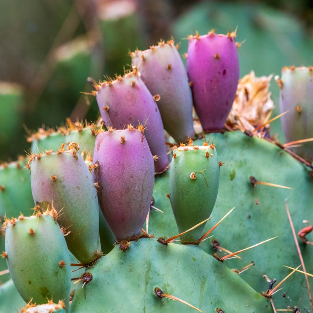 Opuntia cacanapa Ellisiana - Feigenkaktus