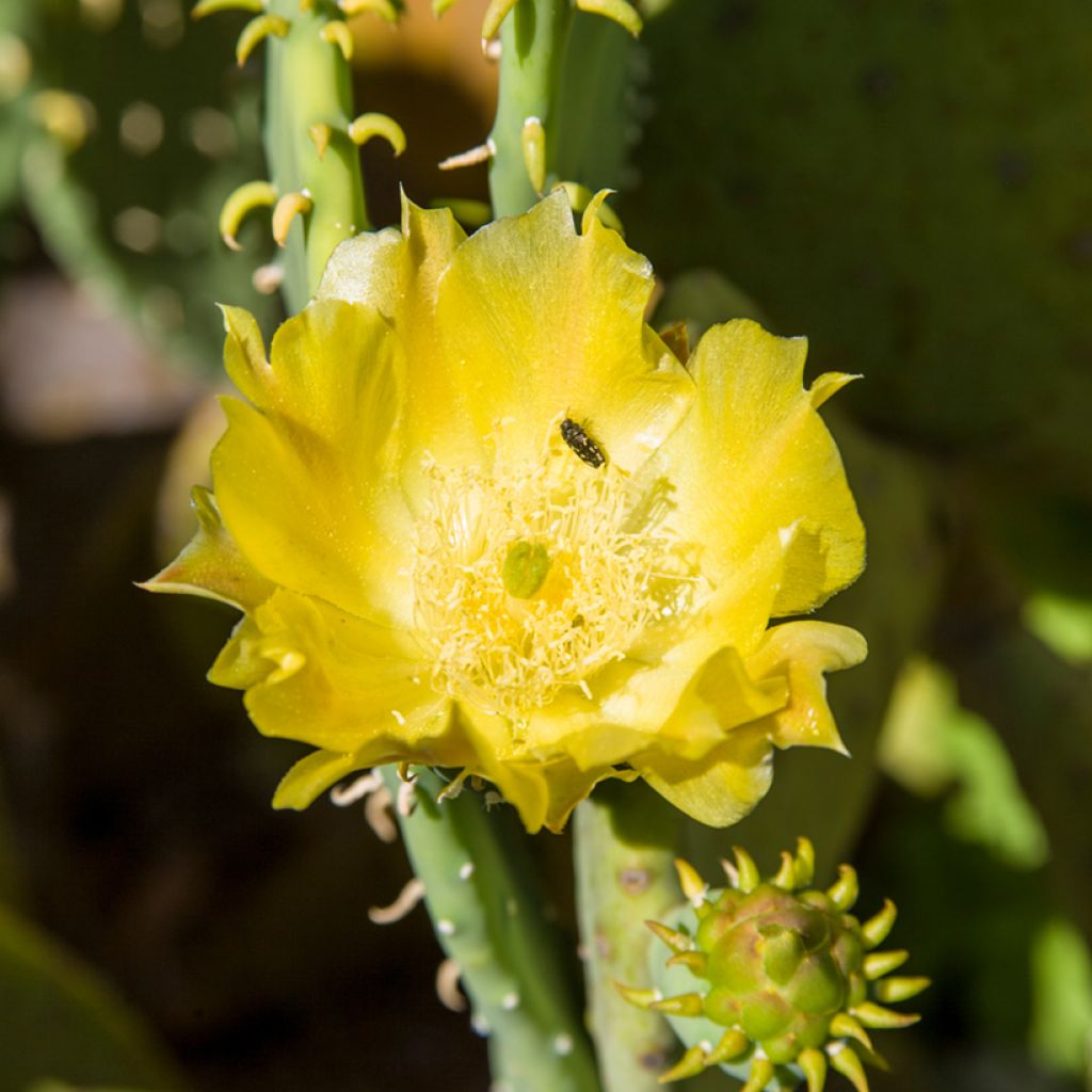 Opuntia cacanapa Ellisiana - Feigenkaktus