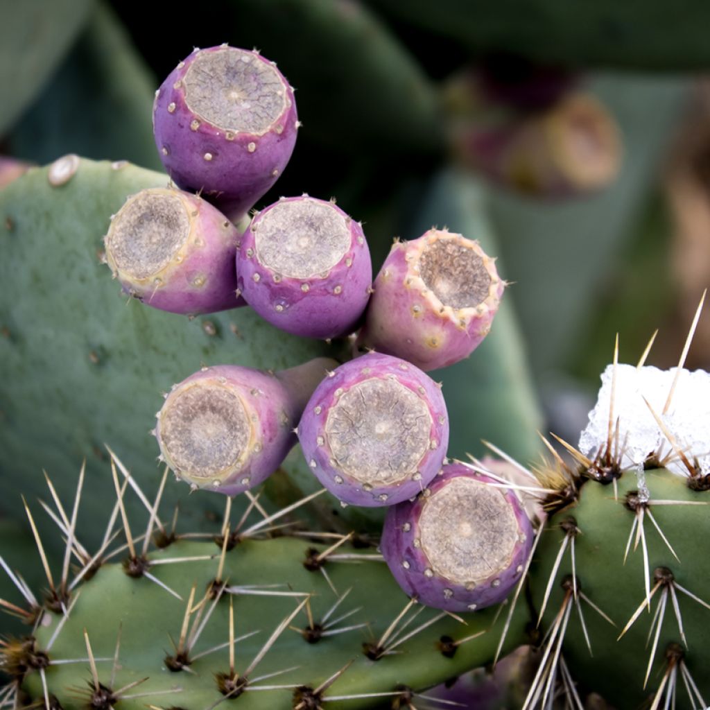 Opuntia cacanapa Ellisiana - Feigenkaktus