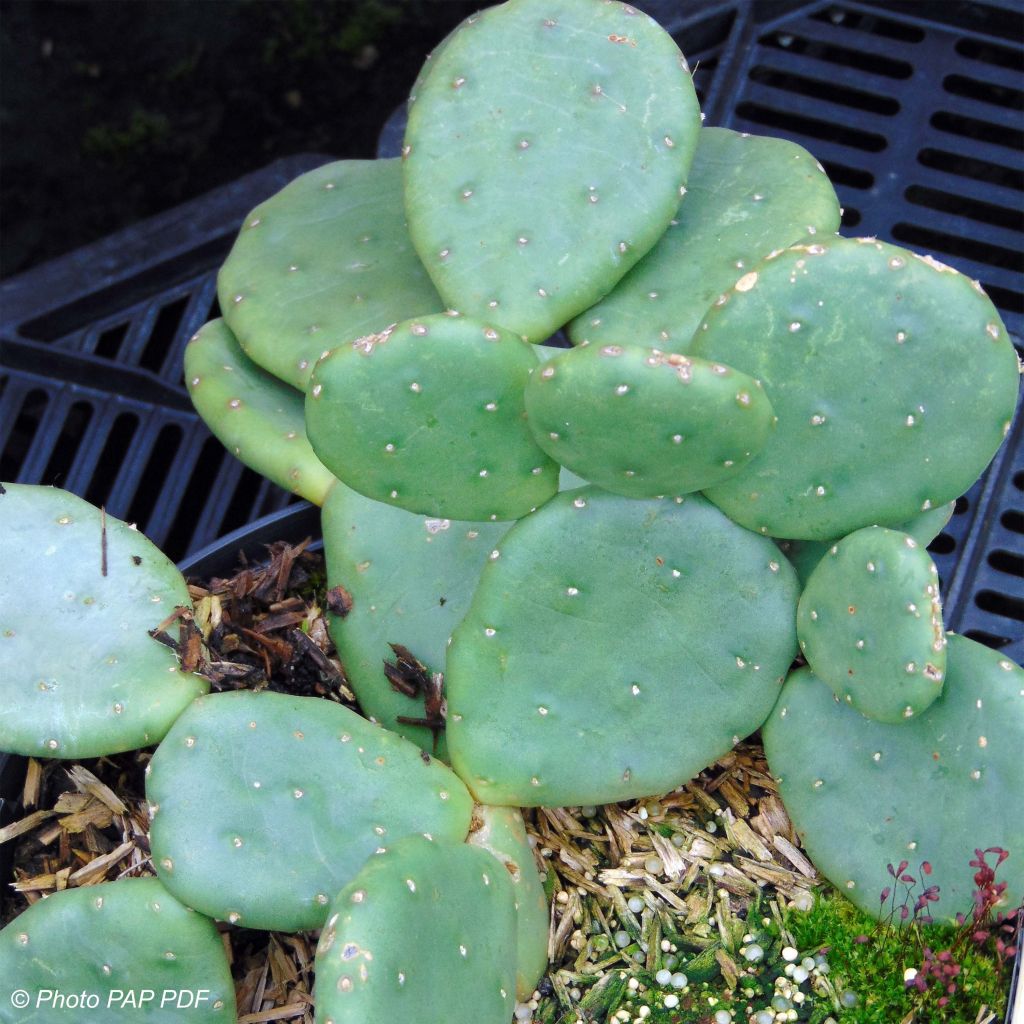 Opuntia compressa Millevaches - Feigenkaktus