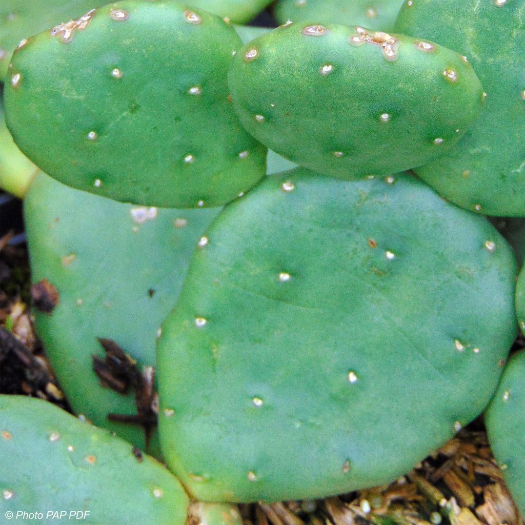 Opuntia compressa Millevaches - Feigenkaktus