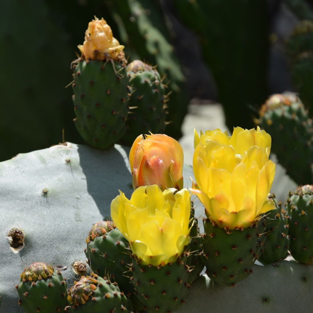 Opuntia compressa Millevaches - Feigenkaktus