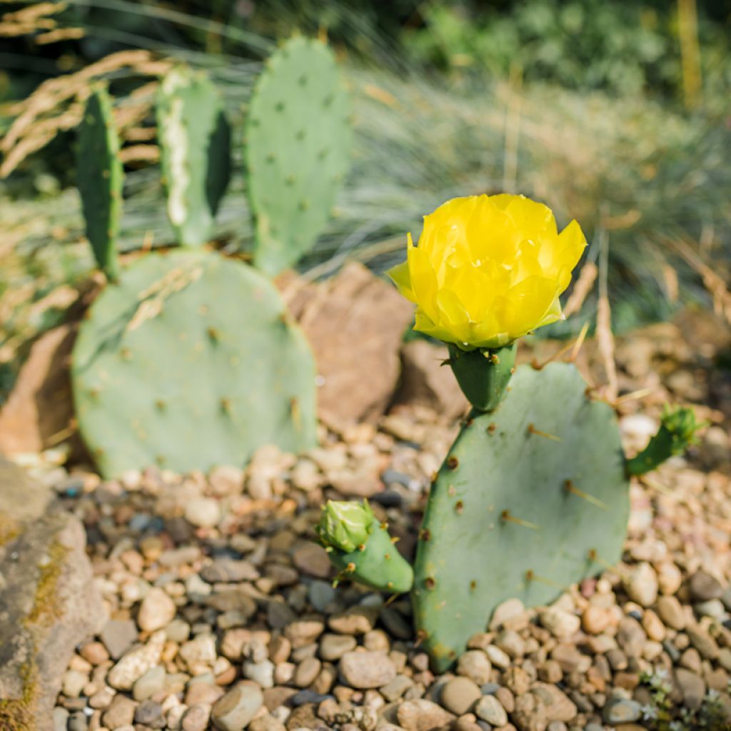 Opuntia engelmannii - Feigenkaktus