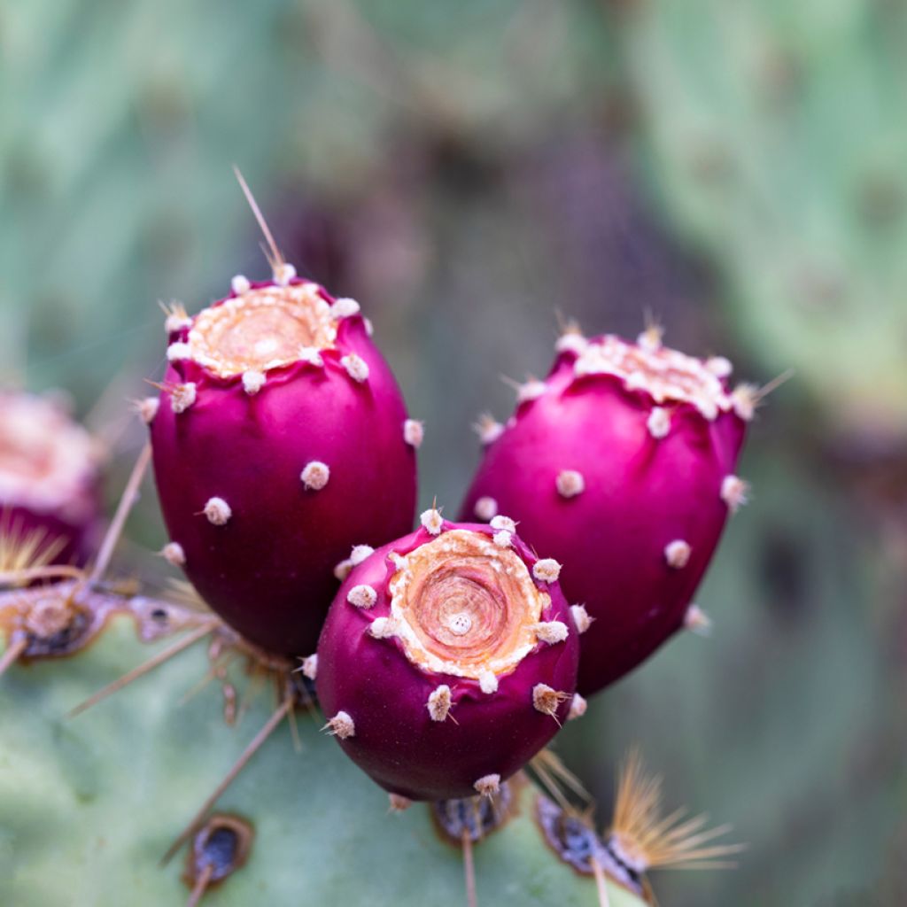 Opuntia engelmannii - Feigenkaktus