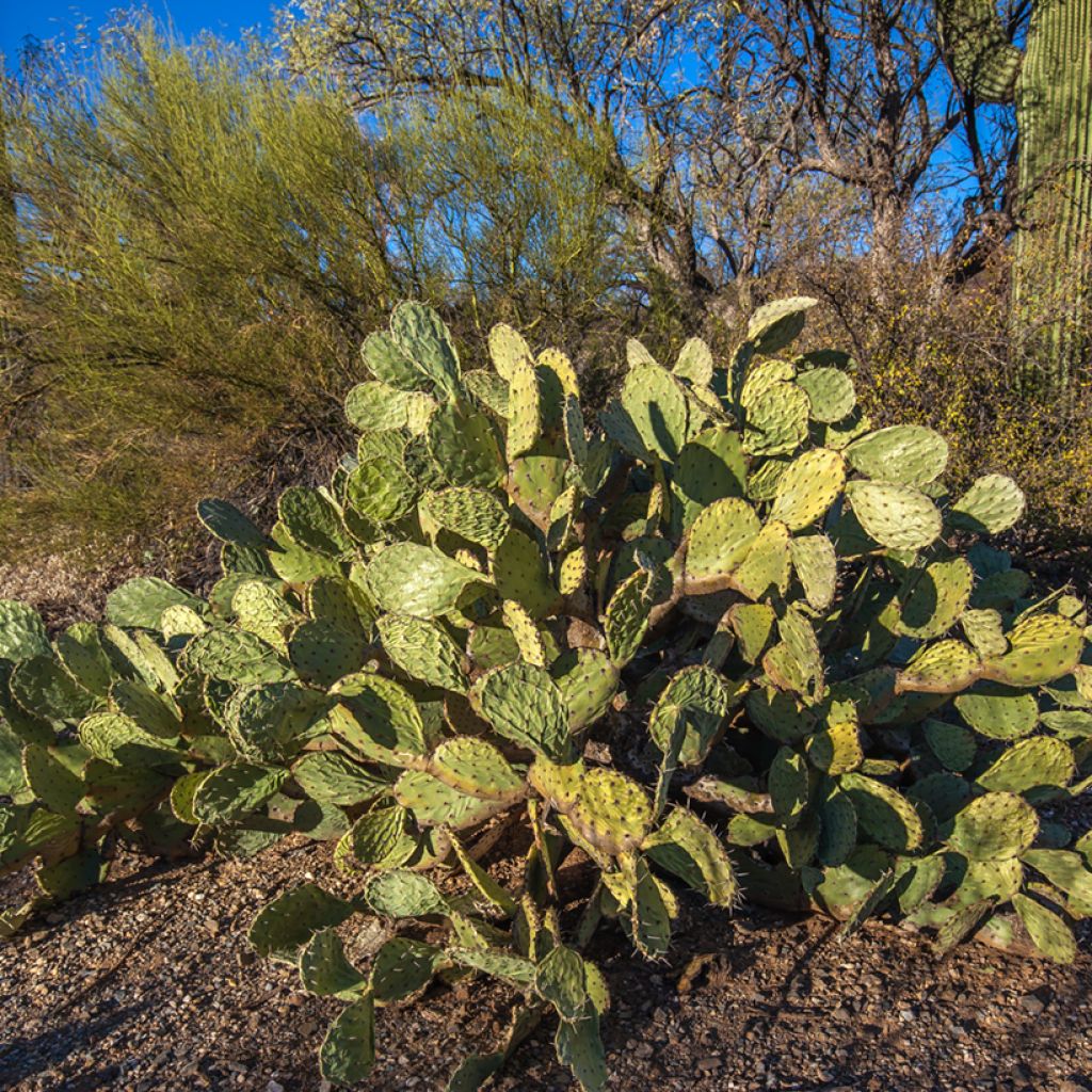 Opuntia engelmannii - Feigenkaktus