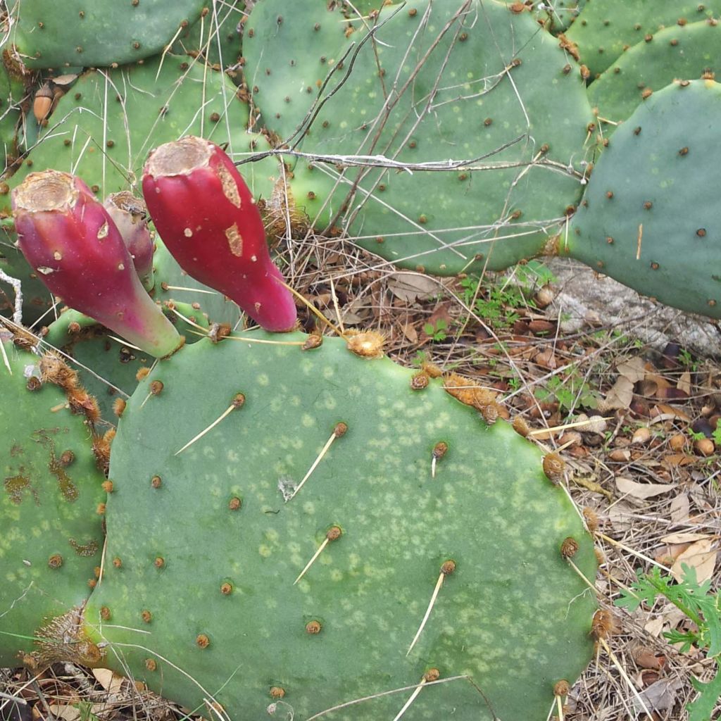 Opuntia engelmannii var.indheimeri - Feigenkaktus