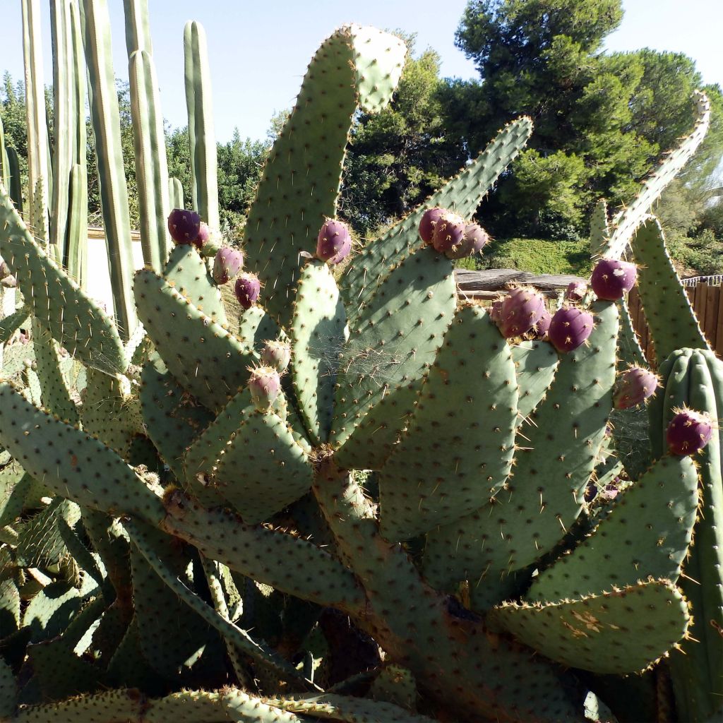 Opuntia engelmannii var.linguiformis - Feigenkaktus