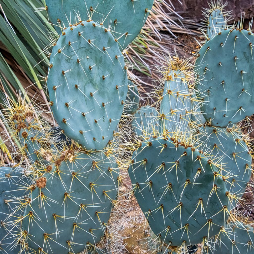 Opuntia engelmannii var.indheimeri - Feigenkaktus