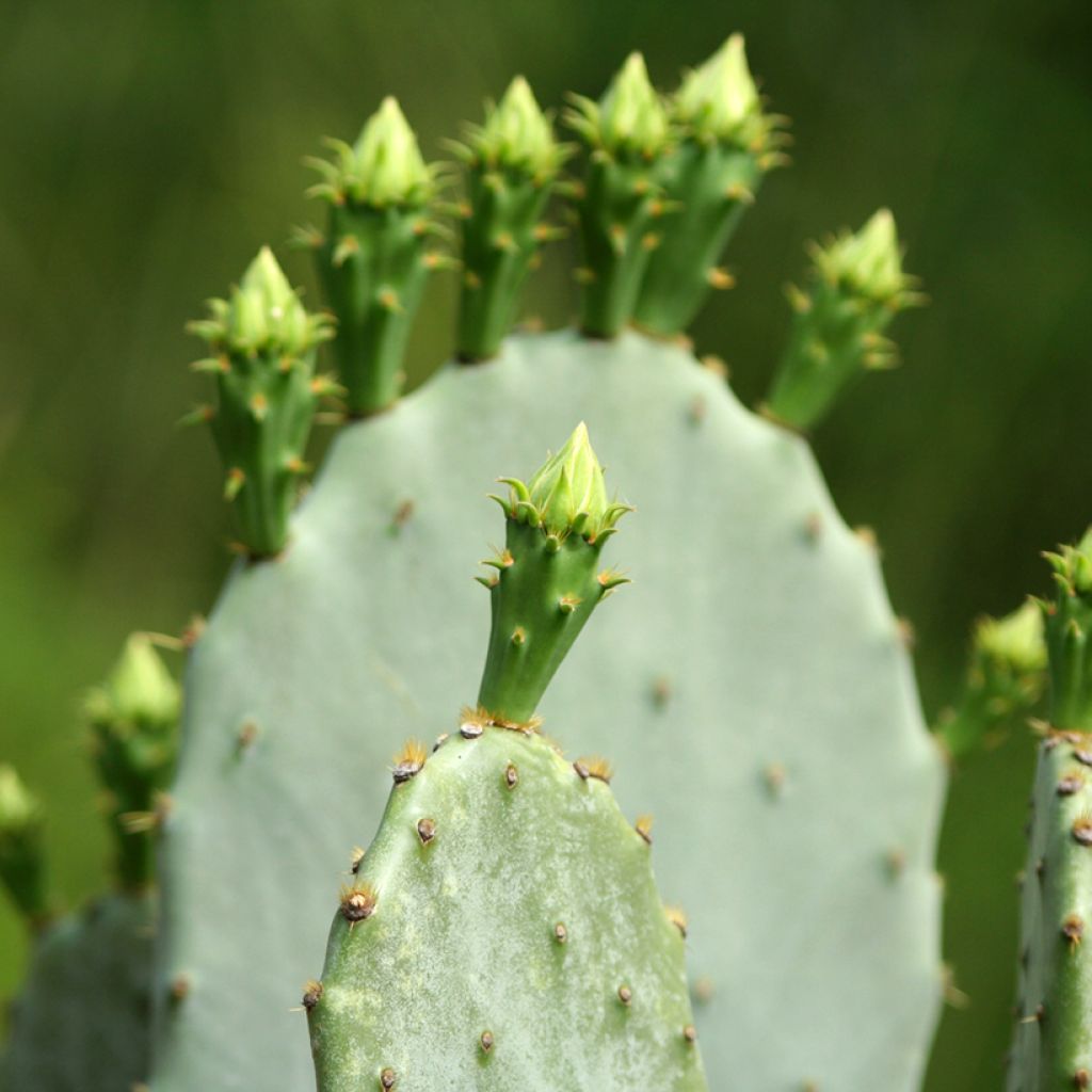 Opuntia engelmannii var.indheimeri - Feigenkaktus