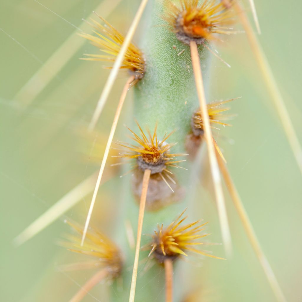 Opuntia engelmannii var.linguiformis - Feigenkaktus