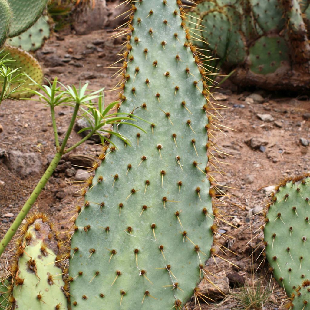 Opuntia engelmannii var.linguiformis - Feigenkaktus