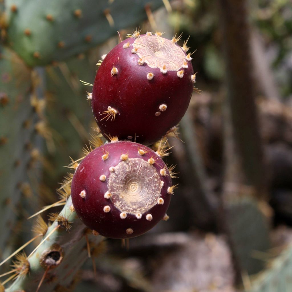 Opuntia engelmannii var.linguiformis - Feigenkaktus