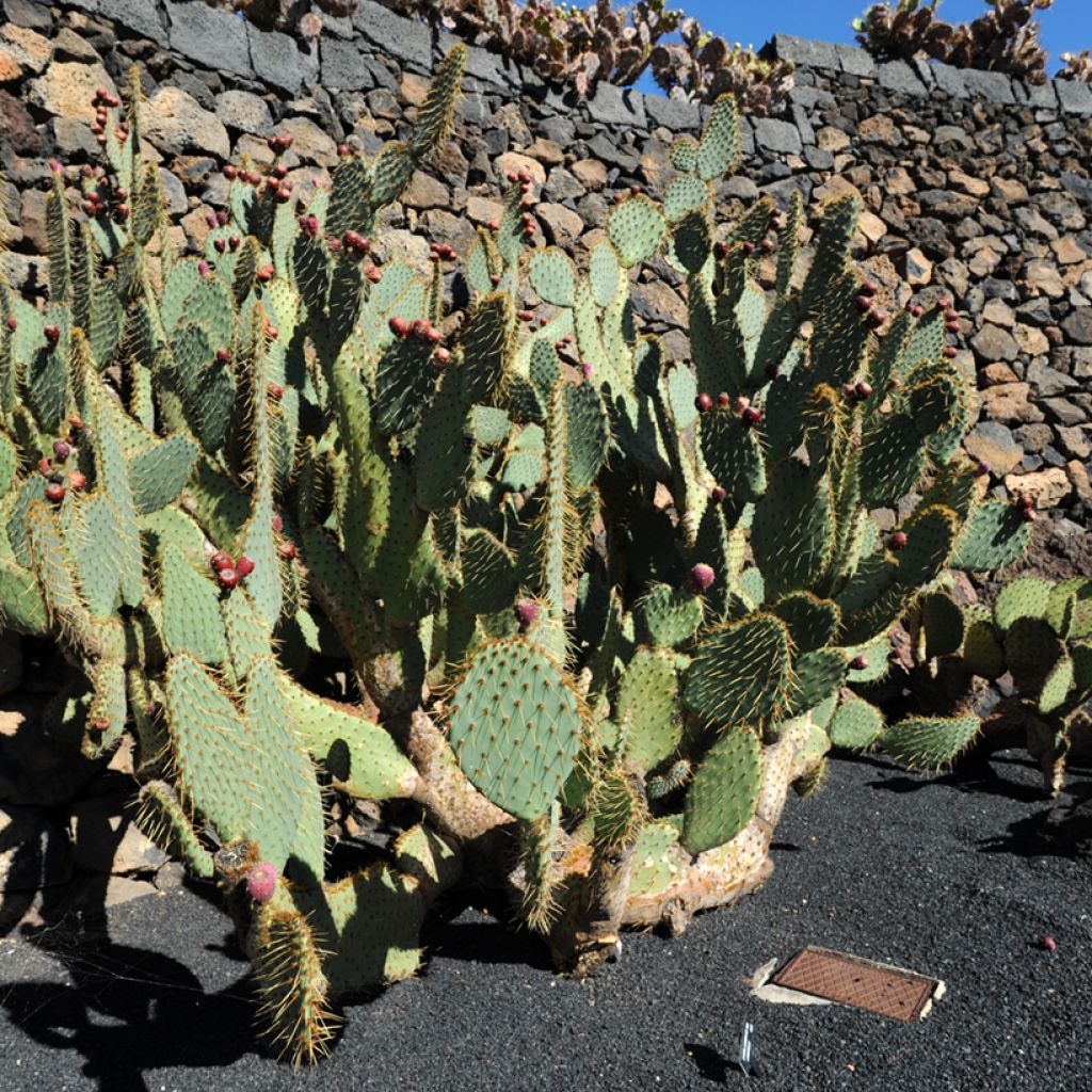 Opuntia engelmannii var.linguiformis - Feigenkaktus