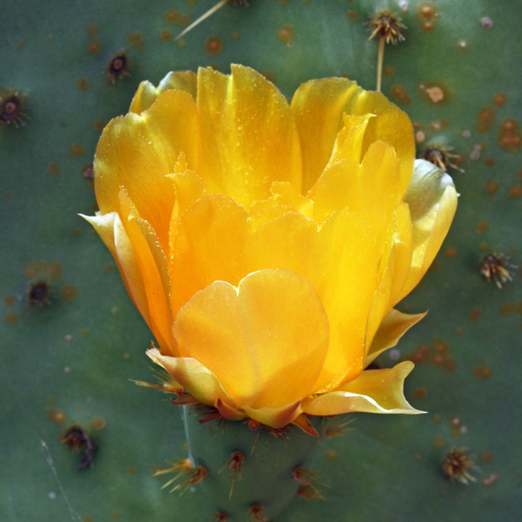 Opuntia engelmannii var.linguiformis - Feigenkaktus