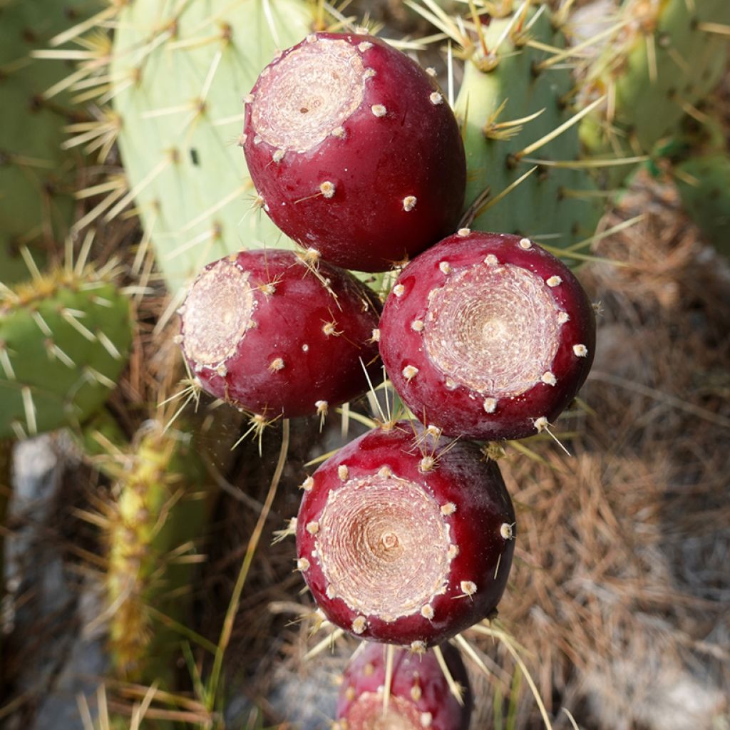 Opuntia engelmannii var. rastrera - Feigenkaktus