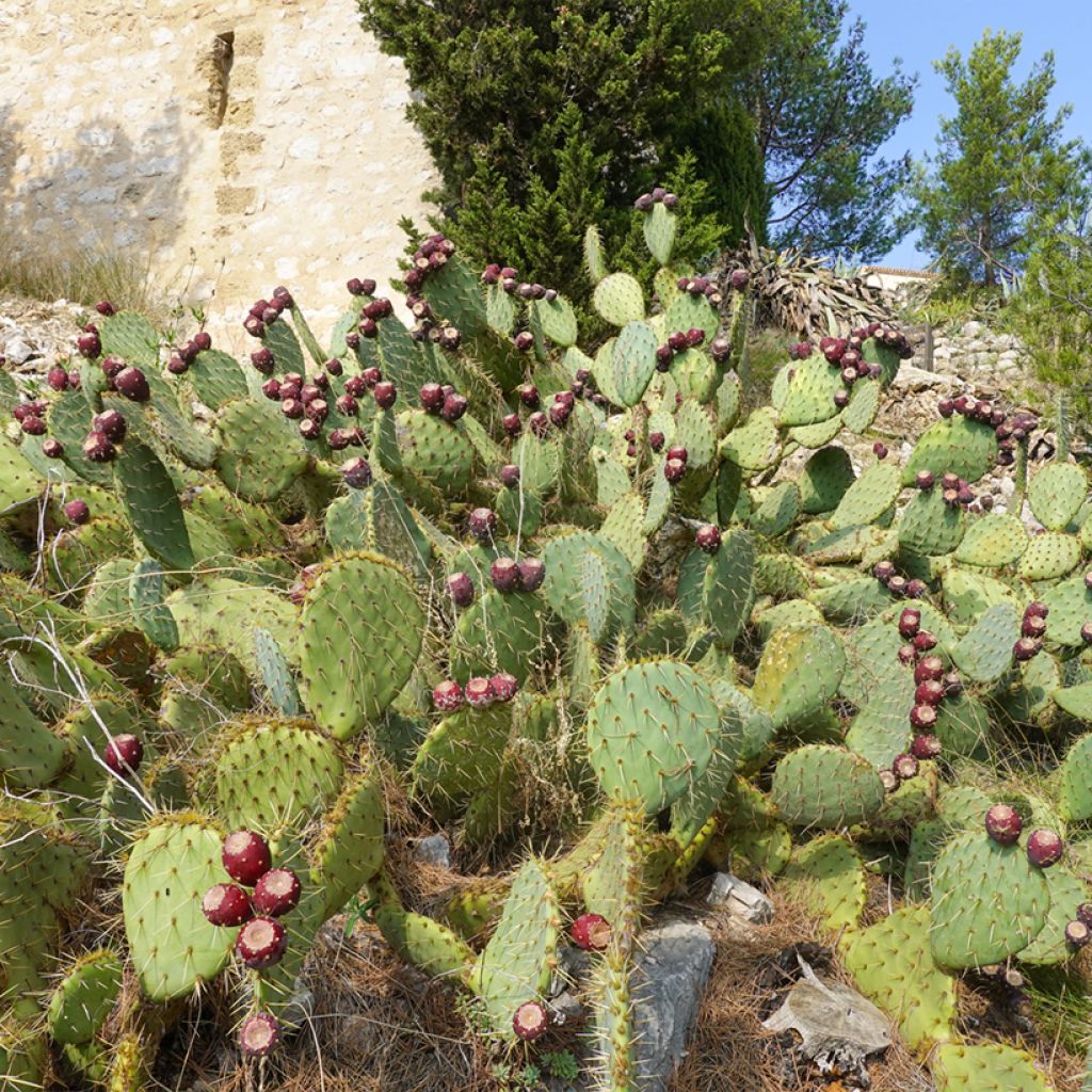 Opuntia engelmannii var. rastrera - Feigenkaktus