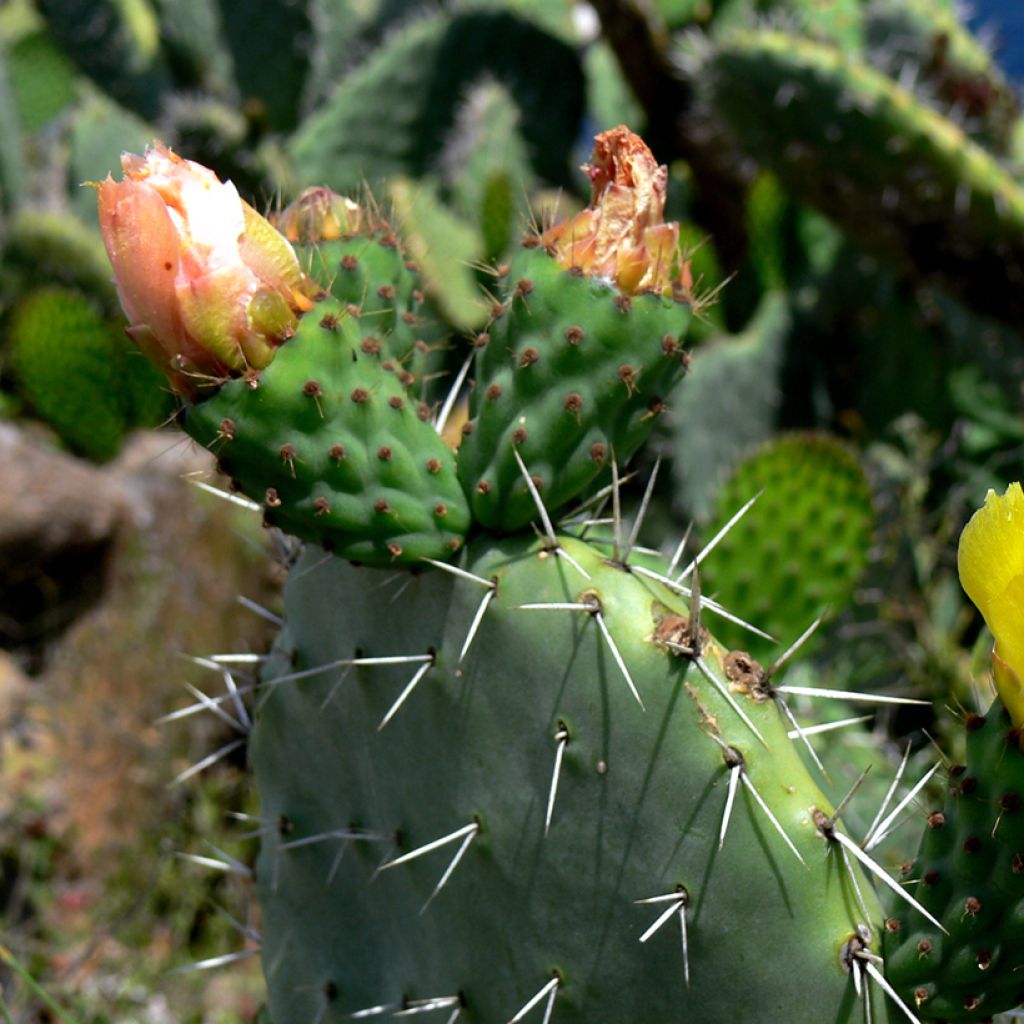 Opuntia howeyi - Feigenkaktus