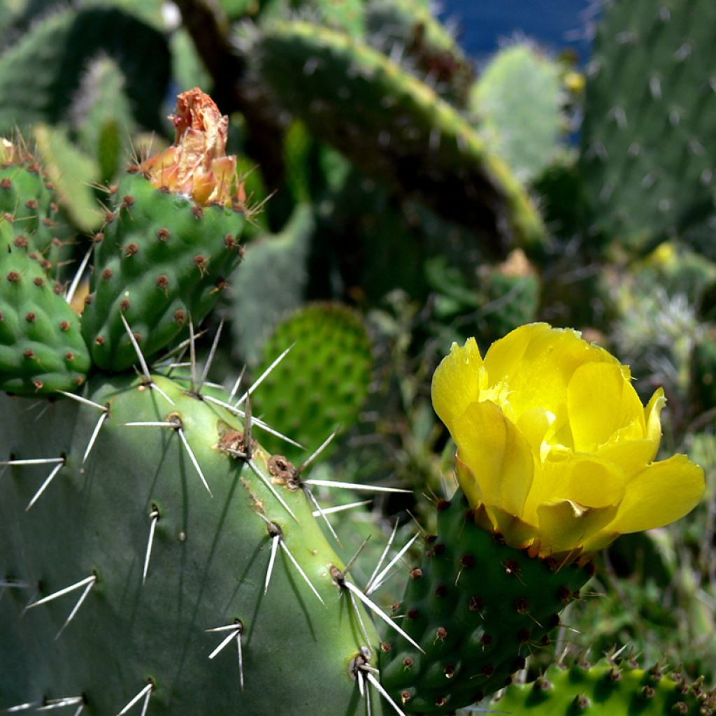 Opuntia howeyi - Feigenkaktus