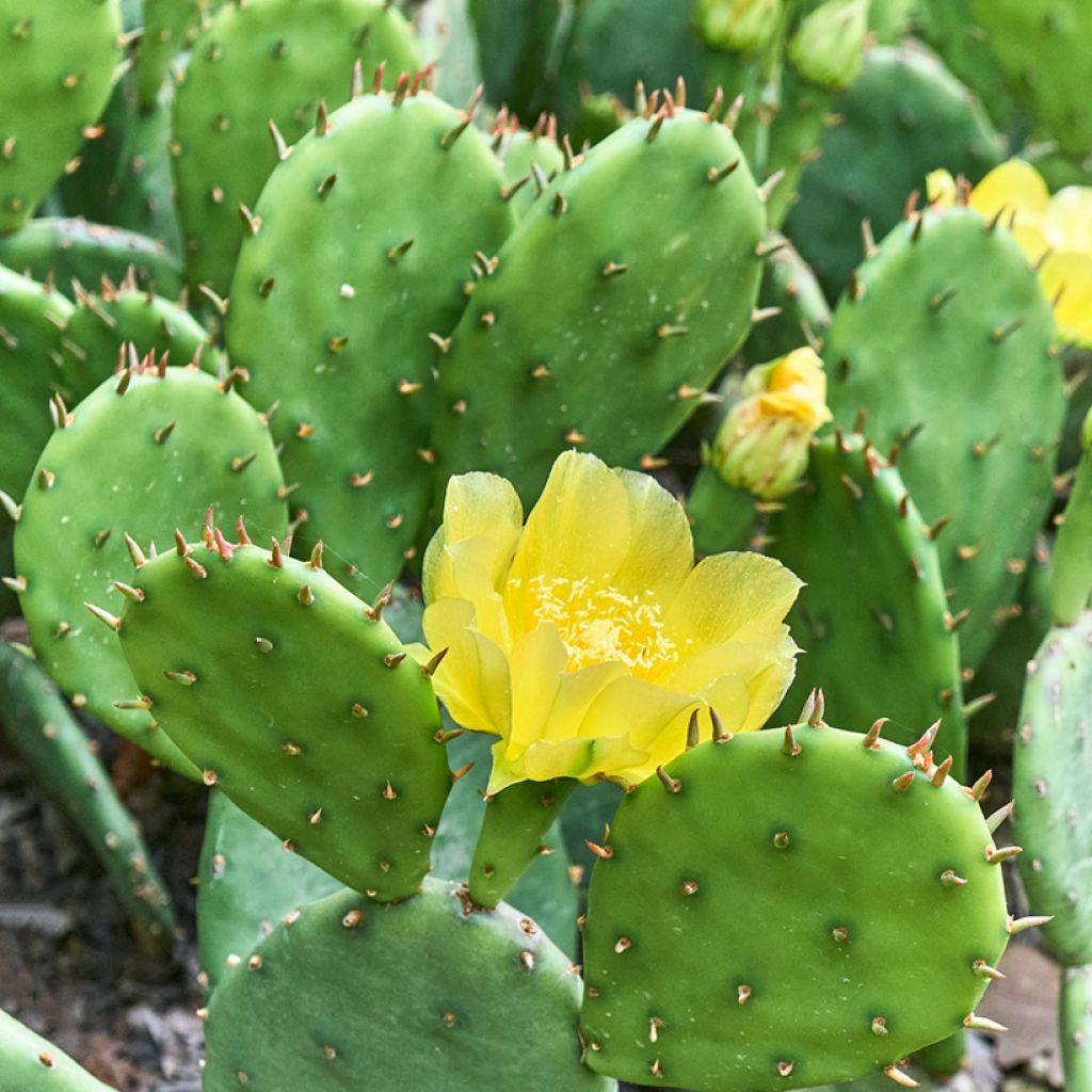 Opuntia lubrica - Feigenkaktus