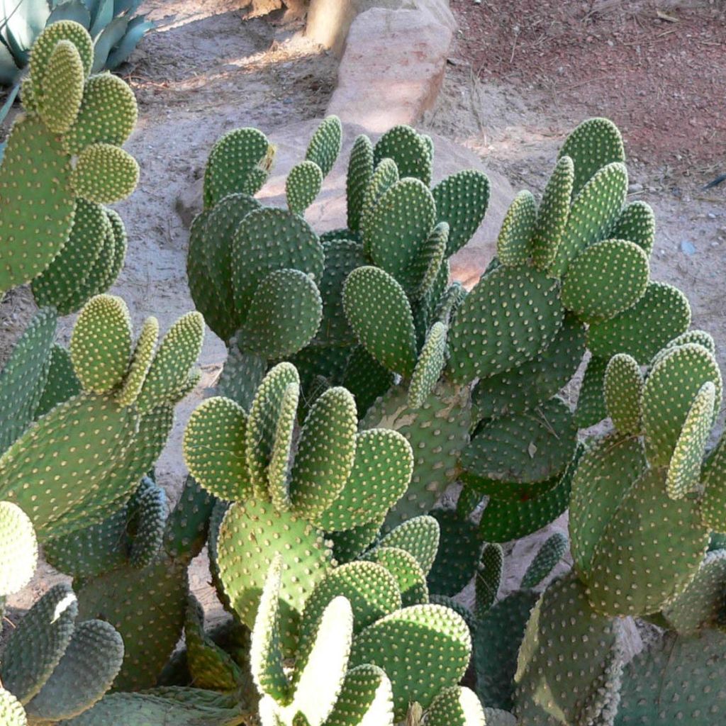 Opuntia microdasys - Oponce