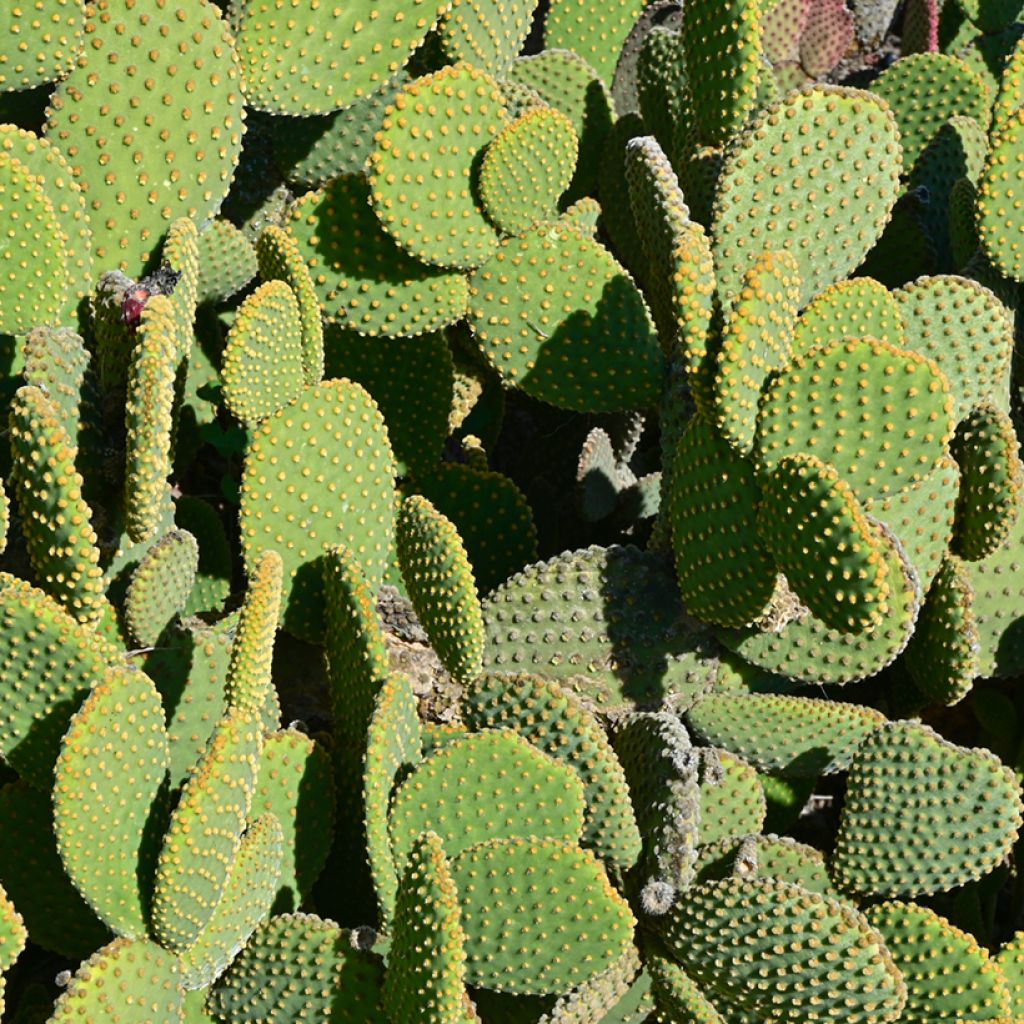 Opuntia microdasys - Feigenkaktus