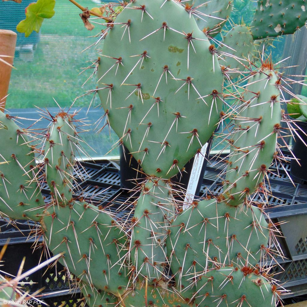 Opuntia phaeacantha Mojavensis - Feigenkaktus