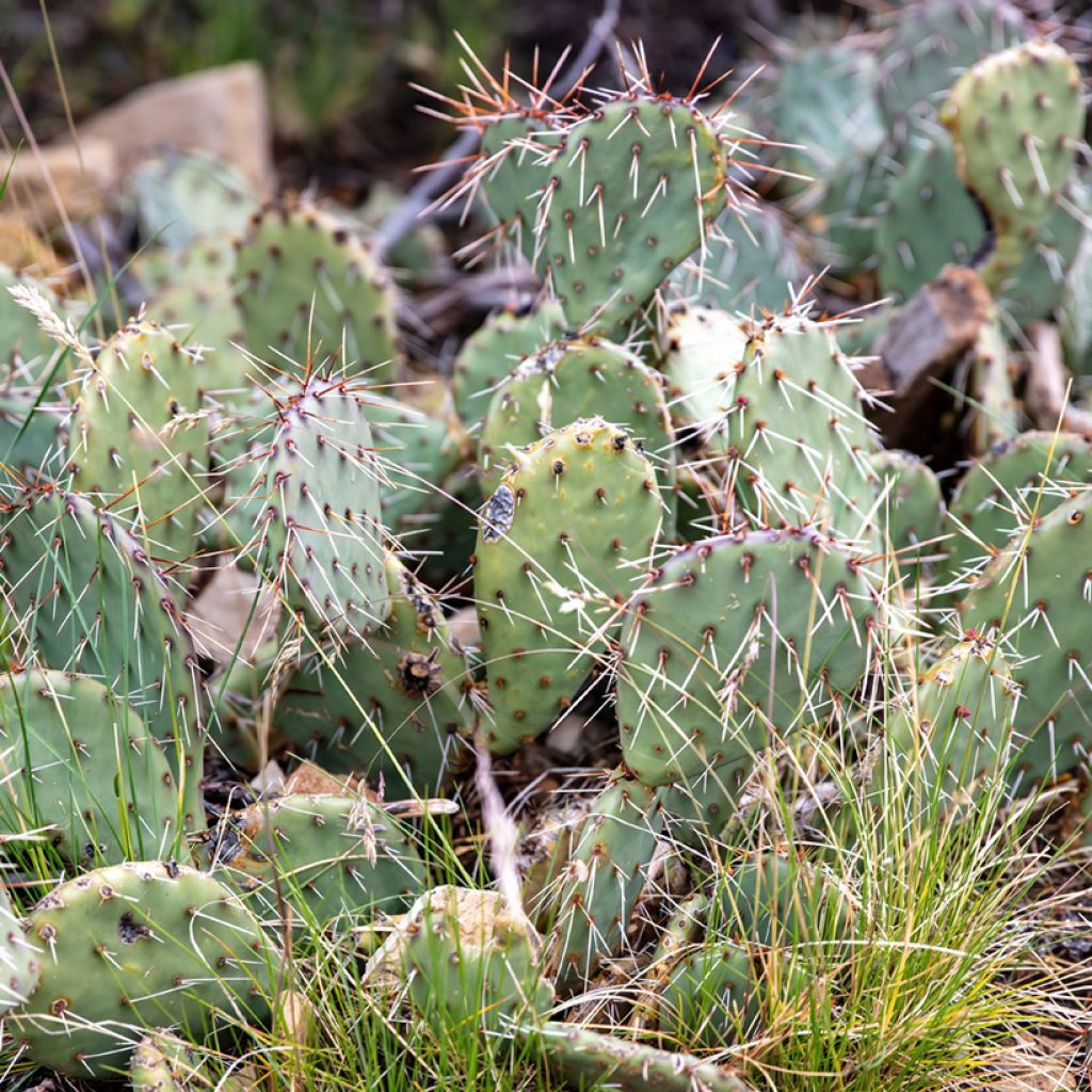 Opuntia phaeacantha Mojavensis - Feigenkaktus