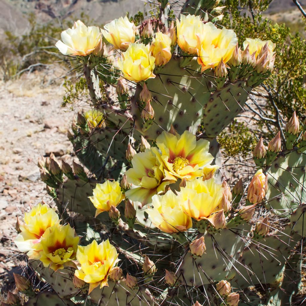 Opuntia phaeacantha Mojavensis - Feigenkaktus