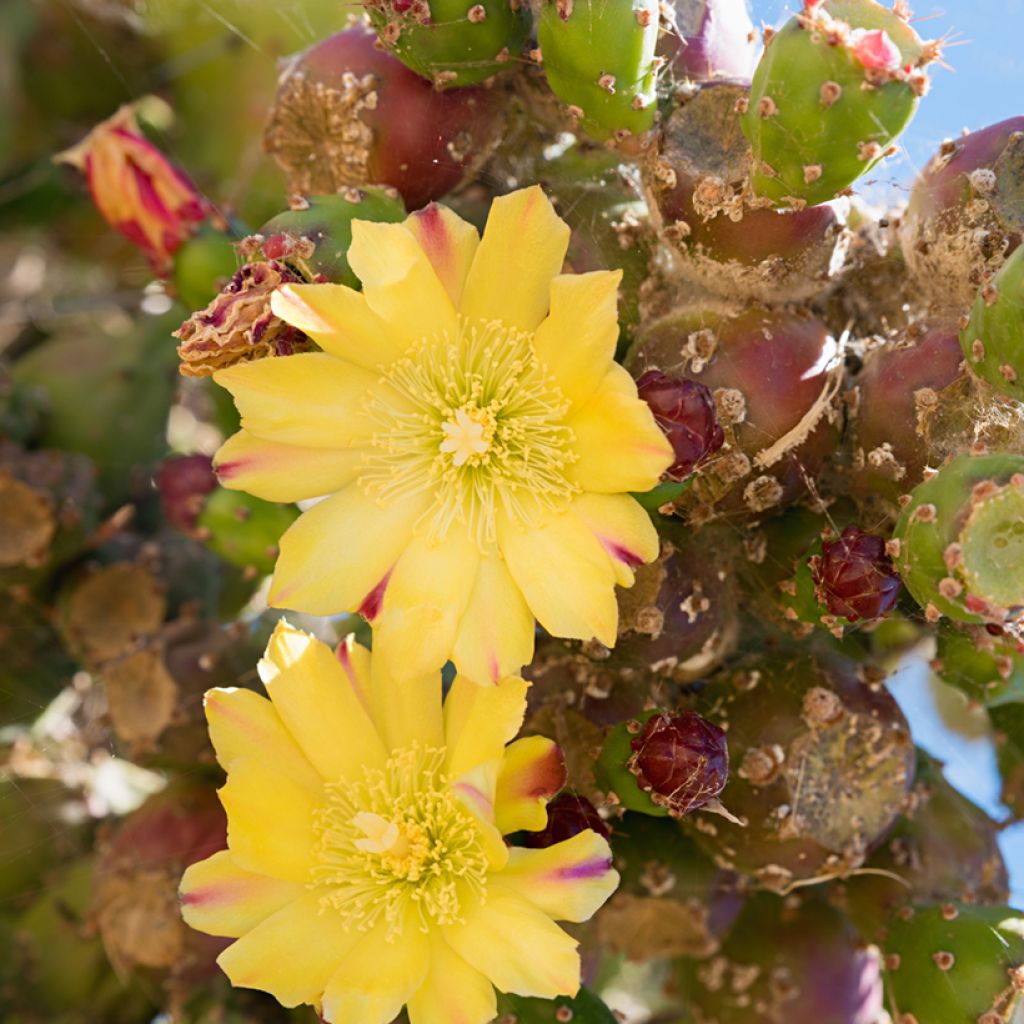 Opuntia phaeacantha Mojavensis - Feigenkaktus