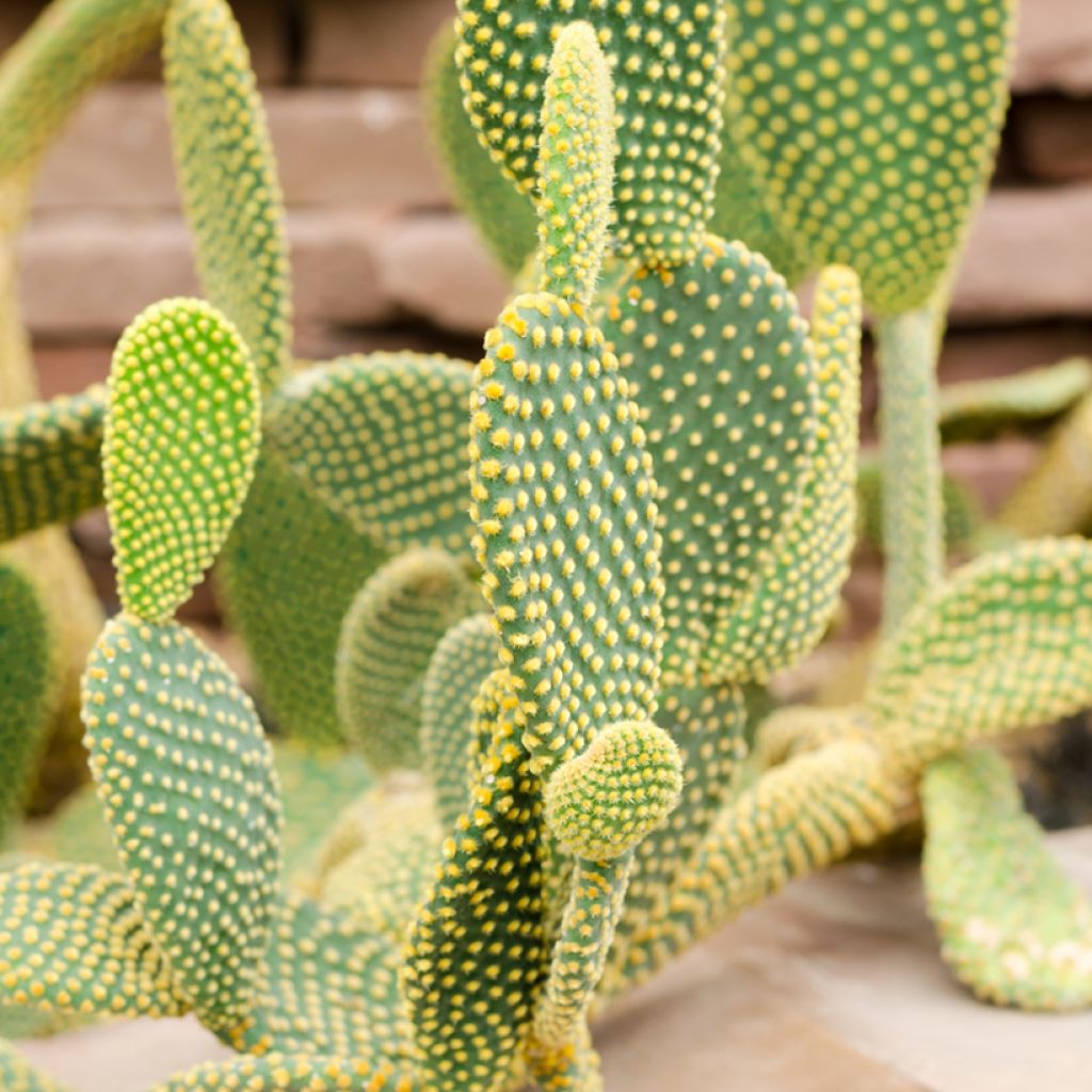 Opuntia rufida - Feigenkaktus