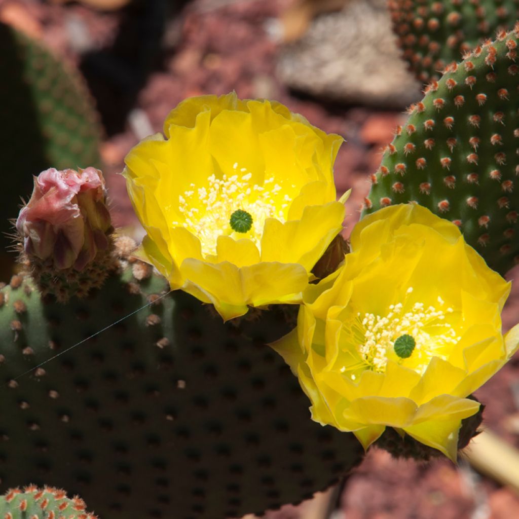 Opuntia rufida - Feigenkaktus