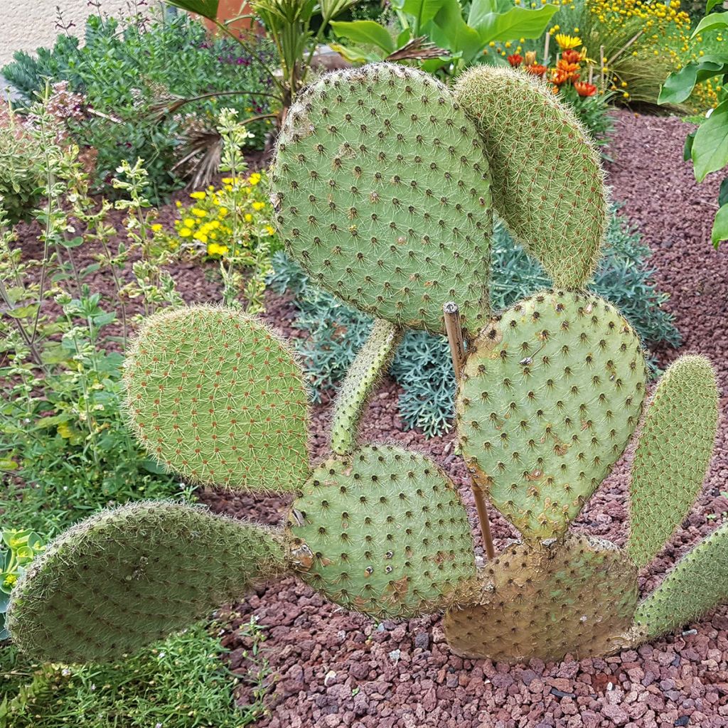 Opuntia scheeri - Feigenkaktus